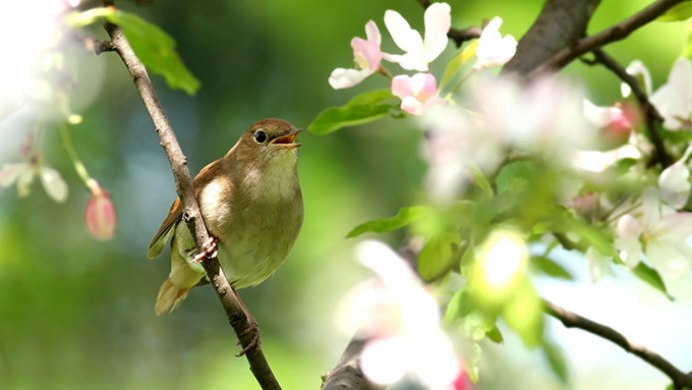 Иволга в малиннике поет,Иволга в малиннике