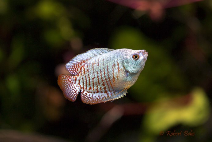 Beautiful Types of Gourami
