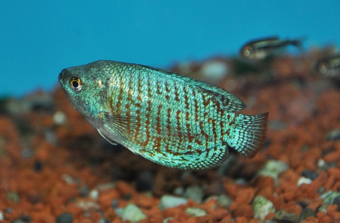 Лялиус (Trichogaster lalius)