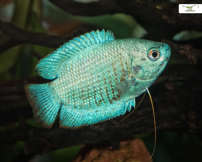 Пятнистый гурами Trichogaster trichopterus
