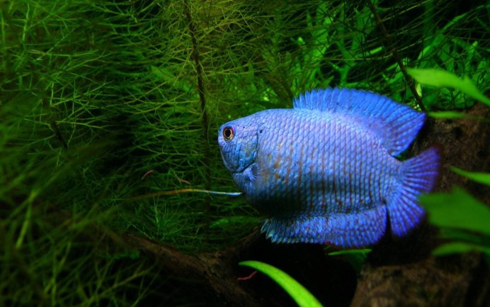 Gourami Tank Mates