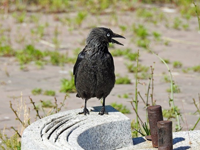 Corvus monedula птенцы