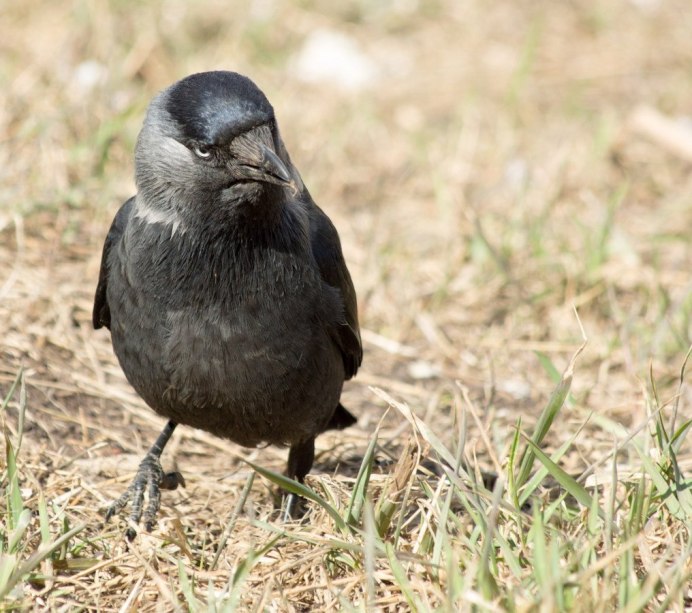 Галка –Corvus monedula l