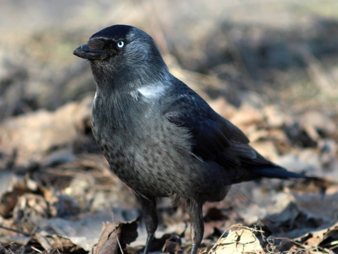 Галка (Corvus monedula)