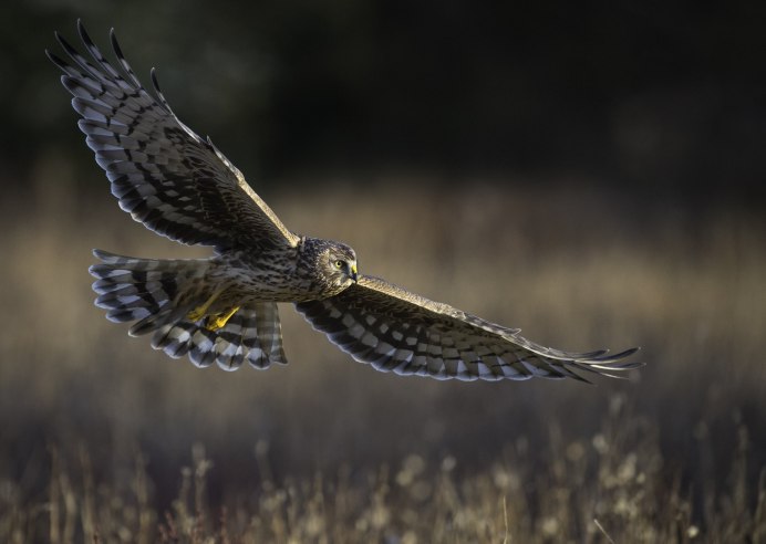 Сокол-Сапсан Falco peregrinus Tunstall