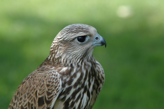 Балобан Falco cherrug