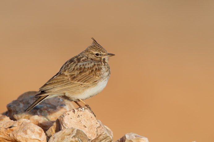 Patagopelta cristata