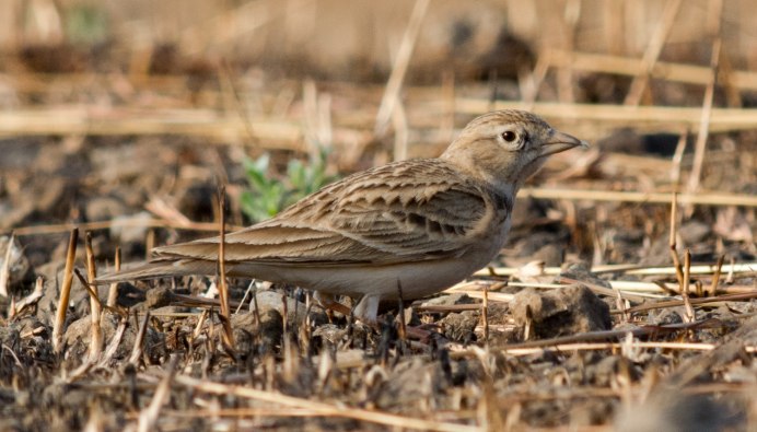 Skylark