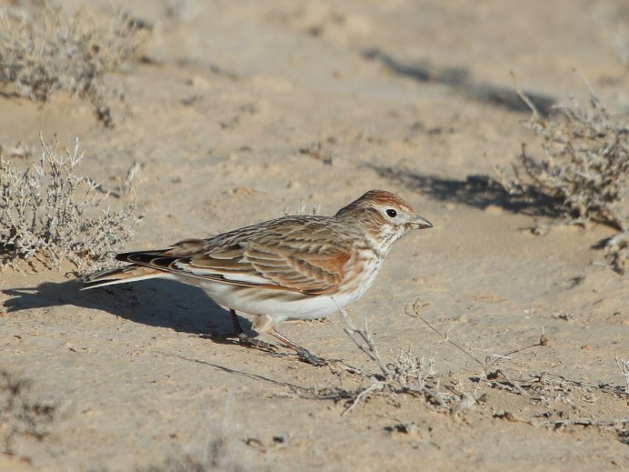 Alauda leucoptera