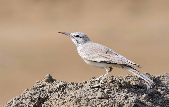 Lark Pikchure