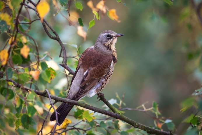 Певчий Дрозд (лат. Turdus philomelos)