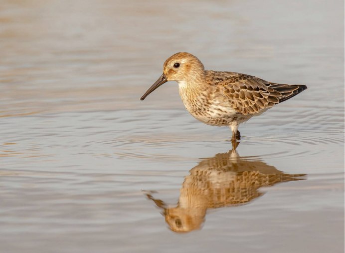 Морской зуек Charadrius alexandrinus
