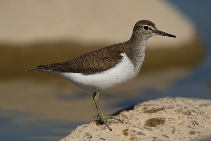 Перевозчик (Actitis hypoleucos)