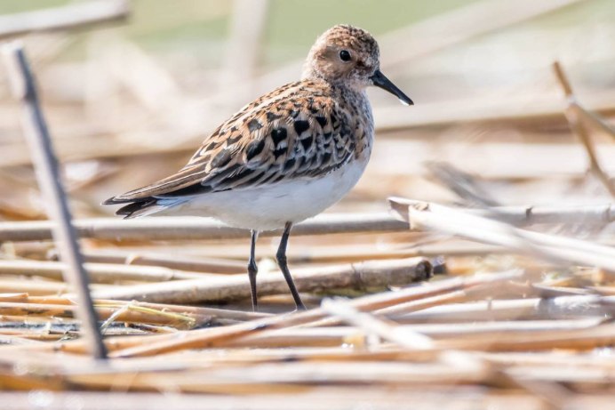 Кулик-Воробей - Calidris minuta
