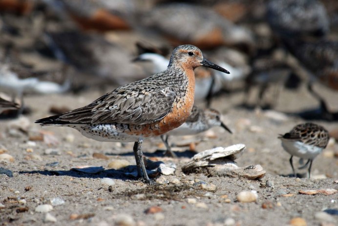 Чернозобик Calidris Alpina