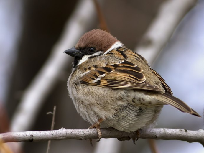 Овсянка-крошка (Ocyris pusilla).