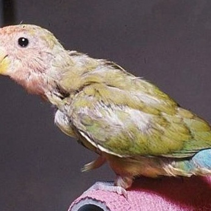 Parrots plucking Feathers
