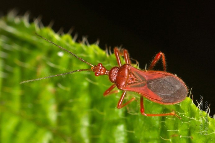 Клоп-солдатик – Pyrrhocoris apterus