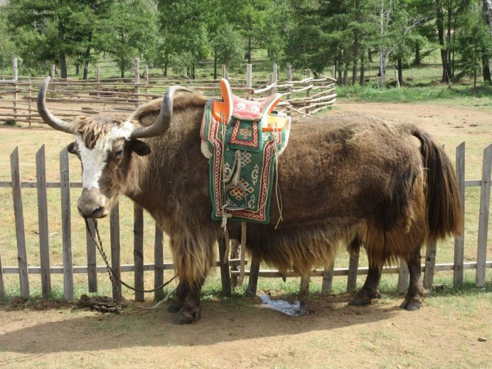 Гибрид коровы