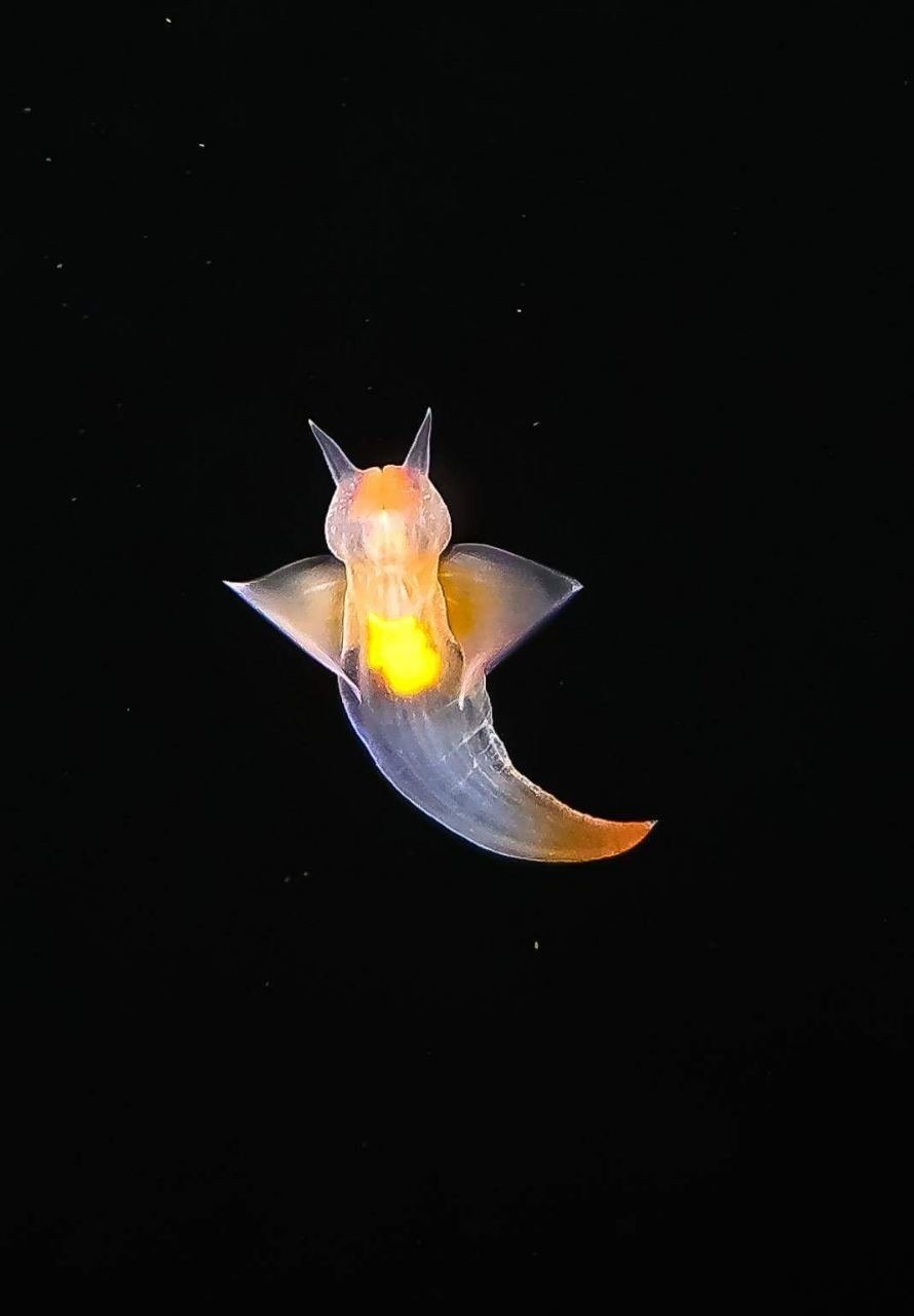 Катран, морской ангел