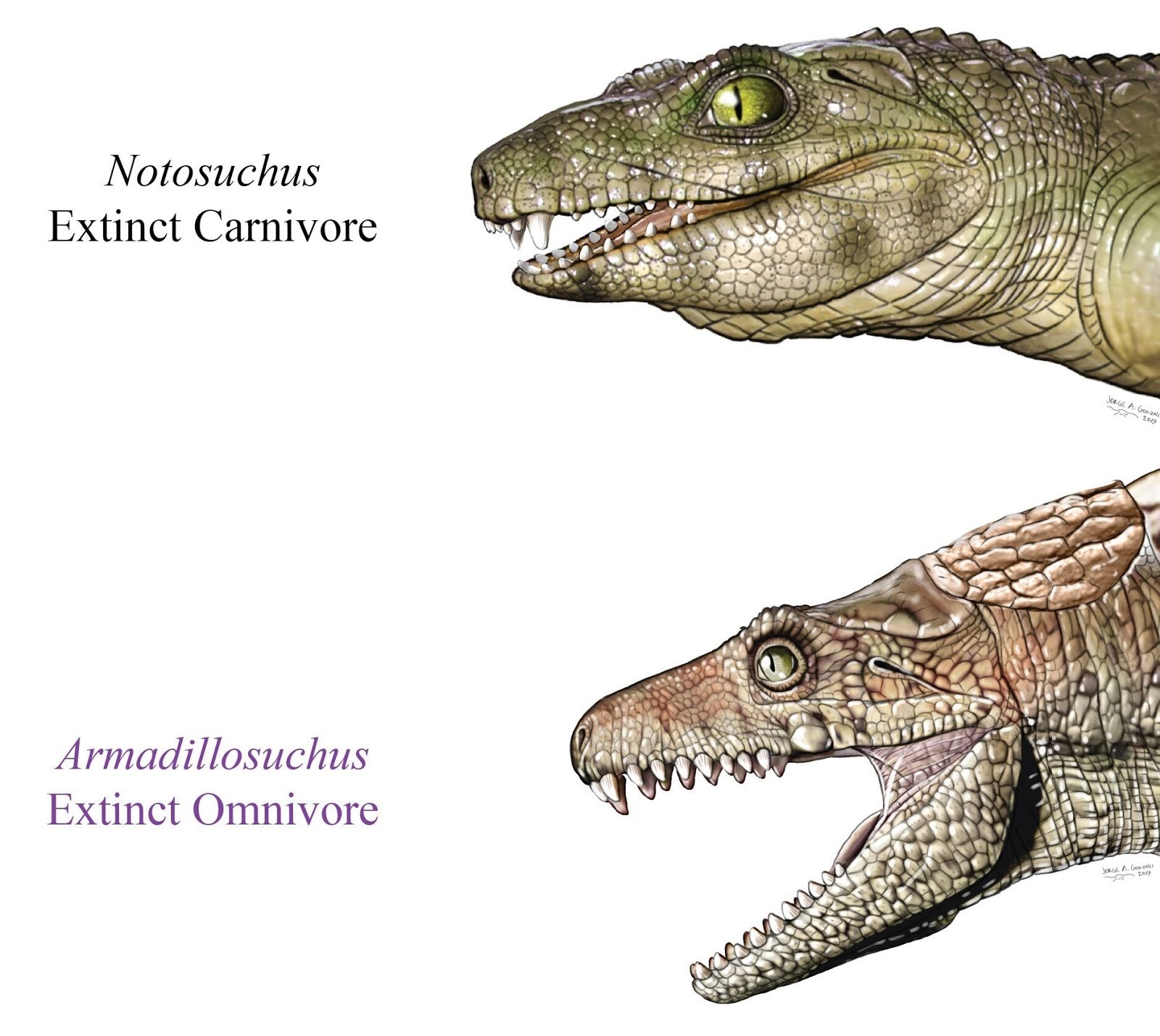 Which dinosaur had 500 teeth. Армадиллозух. Крокодил динозавр. Нотозух. Мезозухии.