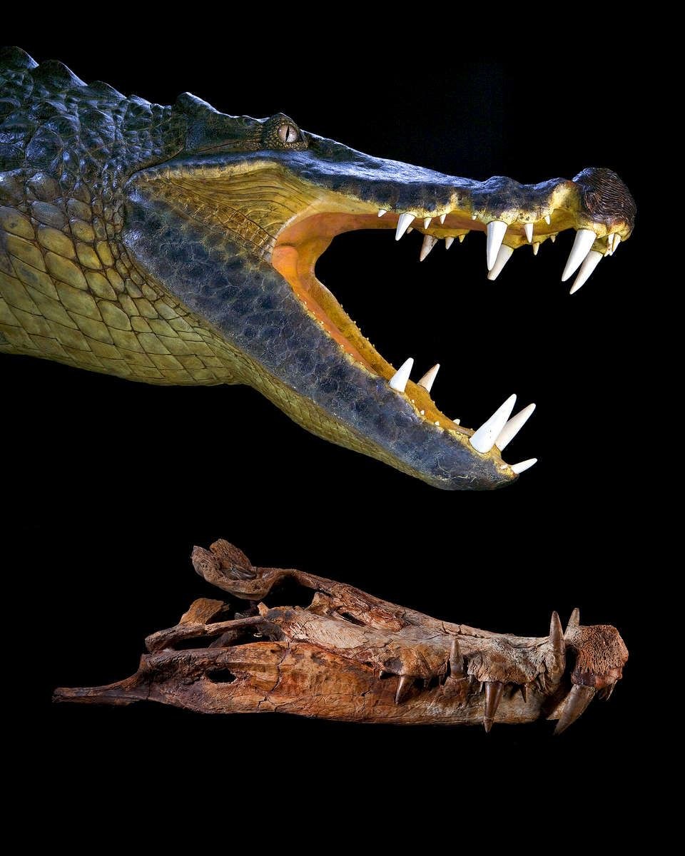 Kaprosuchus saharicus