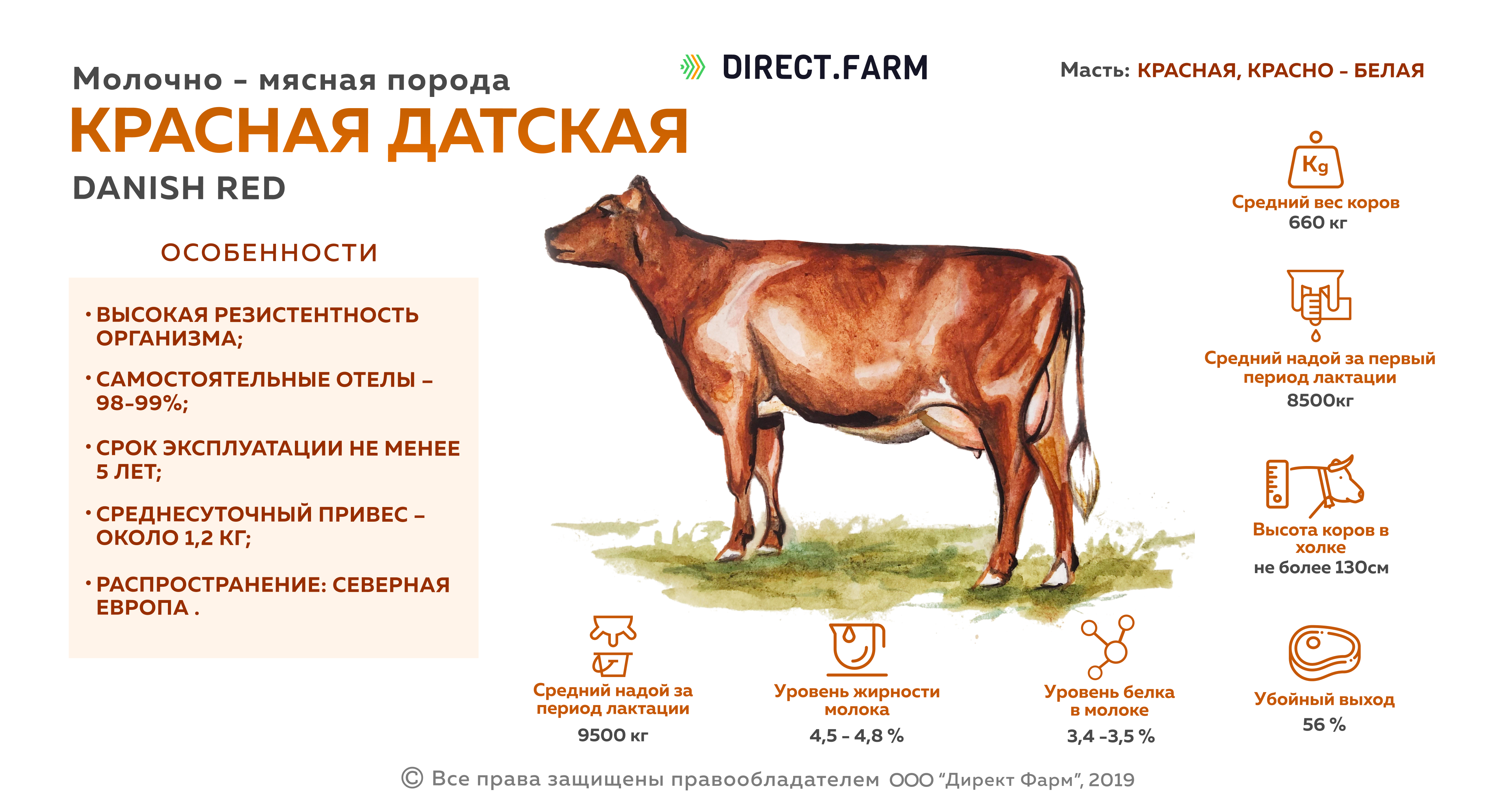 Породы крупного рогатого скота таблица. Корова Датская красная КРС порода. Красная Датская порода коров характеристика. Телята датской породы. Сравнительная характеристика пород коров.