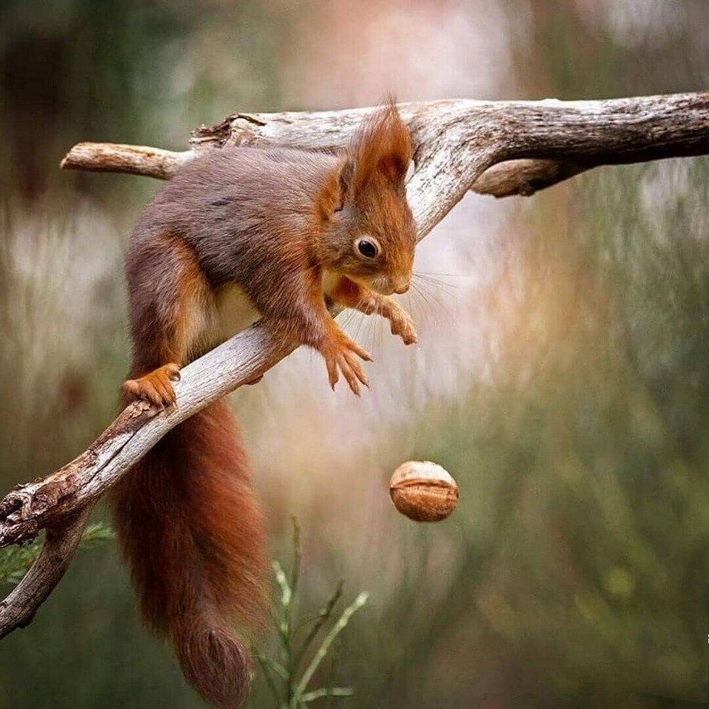 Золотистобрюхая белка