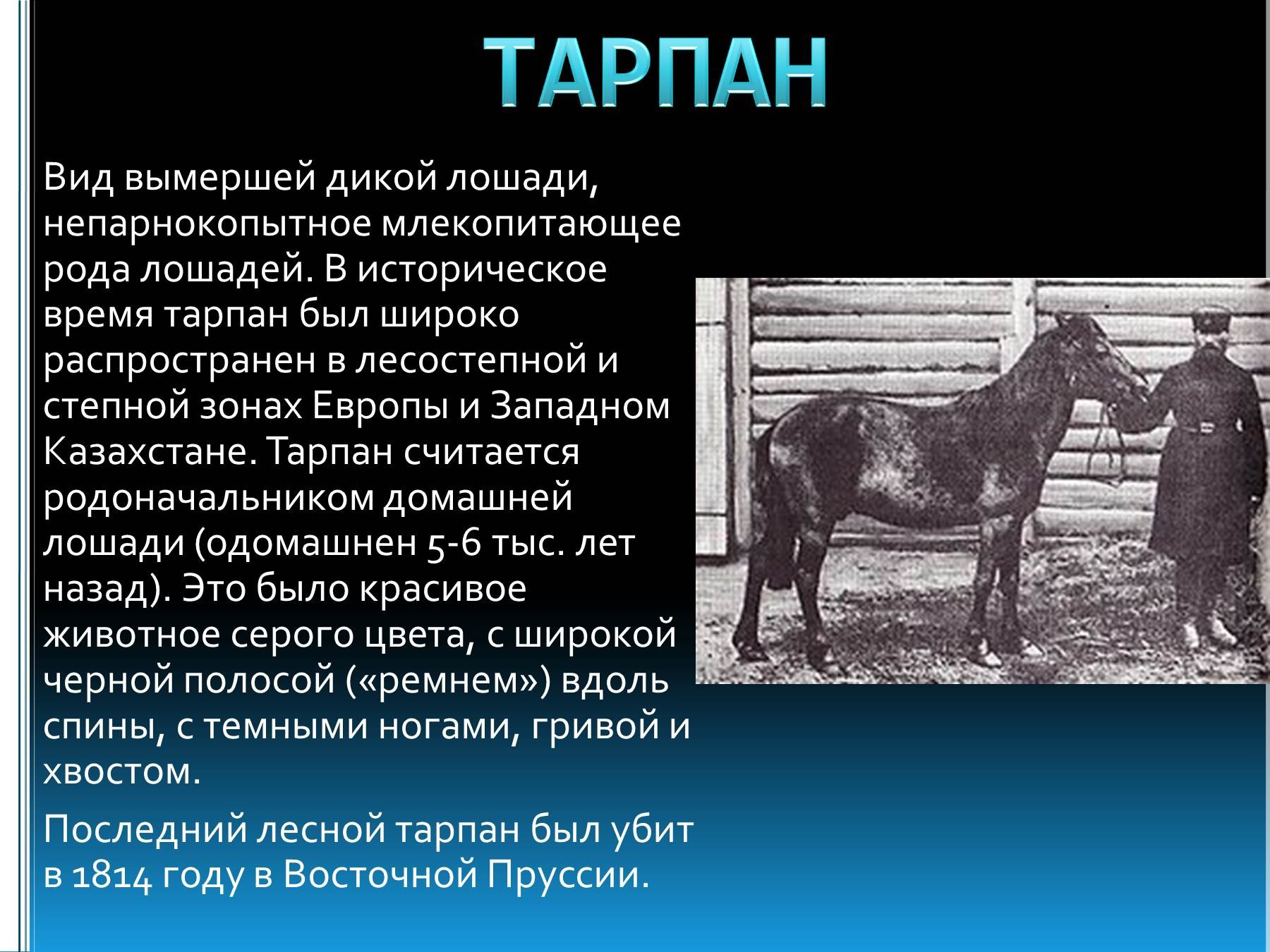 Человек уничтожил видов животных. Животные истребленные человеком. Животные истребленные человеком сообщение. Виды животных уничтоженных человеком. Вымершие животные истребленные человеком.