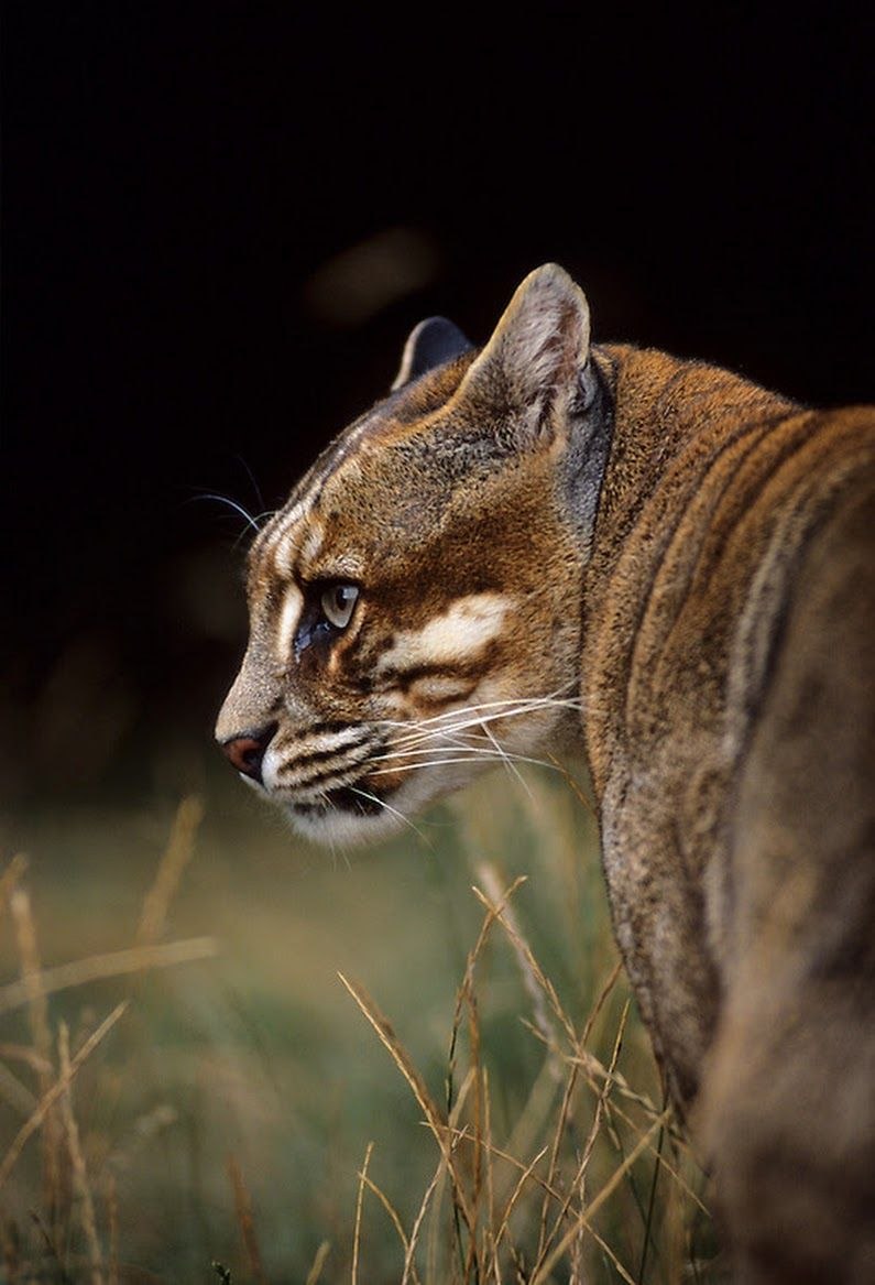 Pardofelis icon