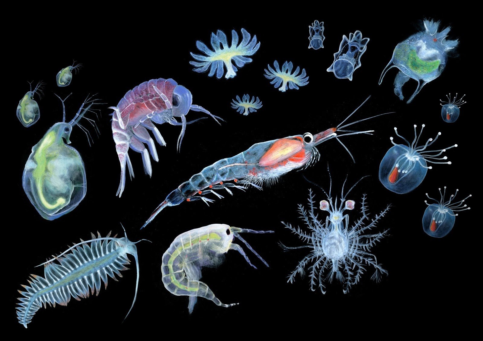 Рак живой организм. Зоопланктон веслоногие. Планктон фитопланктон и зоопланктон. Фитопланктон нанопланктон зоопланктон. Зоопланктоны ракообразные.