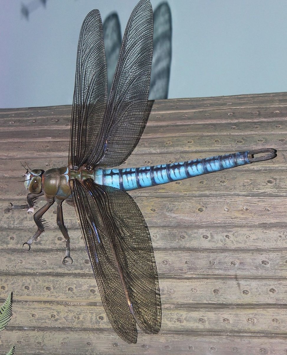 Меганевра Стрекоза