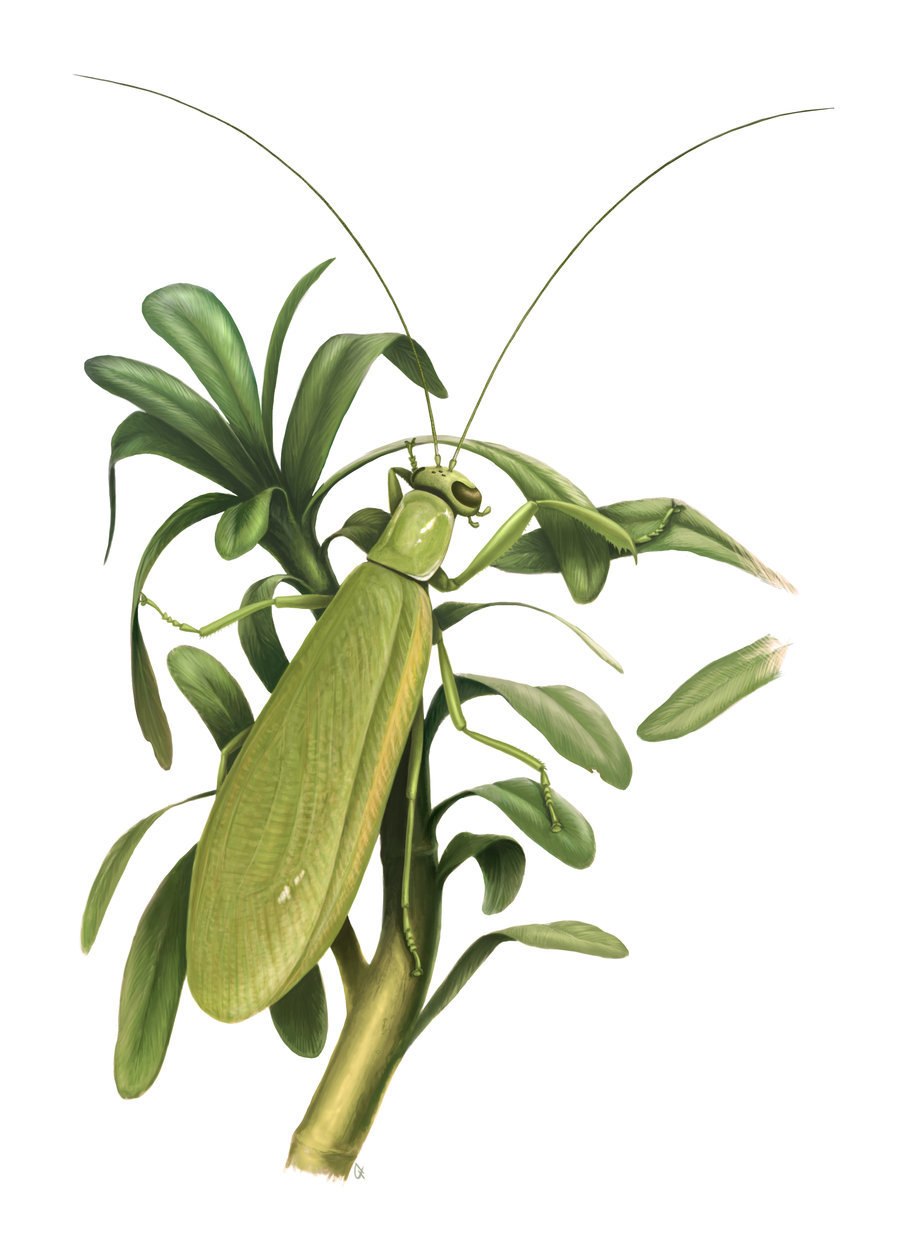 ТИТАНОПТЕРА из Триасового периода