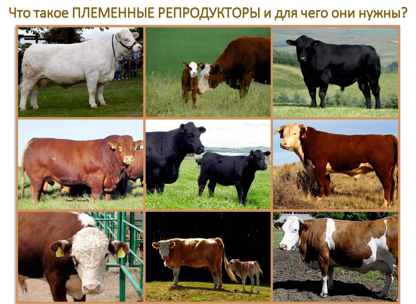 Селекция порода животных. Породы крупного рогатого скота. Селекция сельскохозяйственных животных. Селекция молочного скота. Разные породы коров.