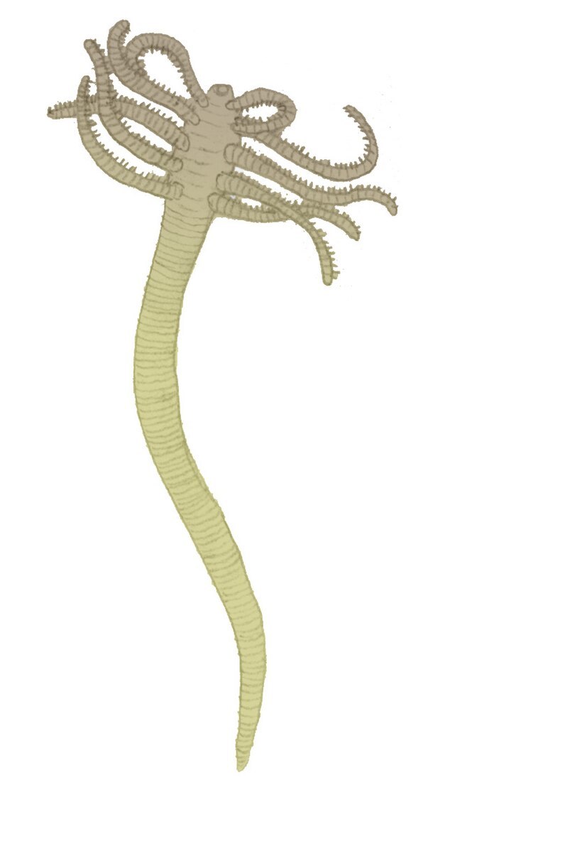 Facivermis yunnanicus