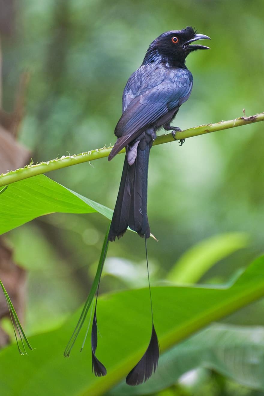 Филиппинский дронго