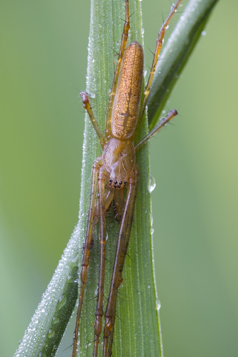 Tetragnatha pinicola