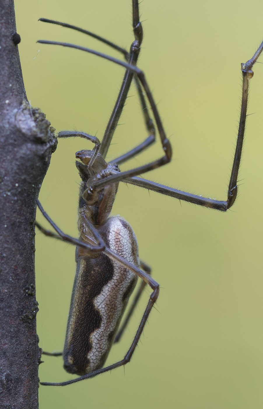 Tetragnatha Montana
