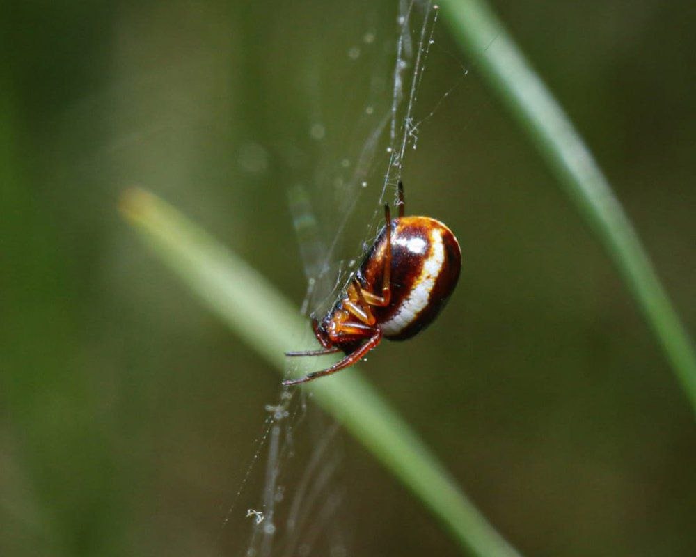 Кругопряд паутина