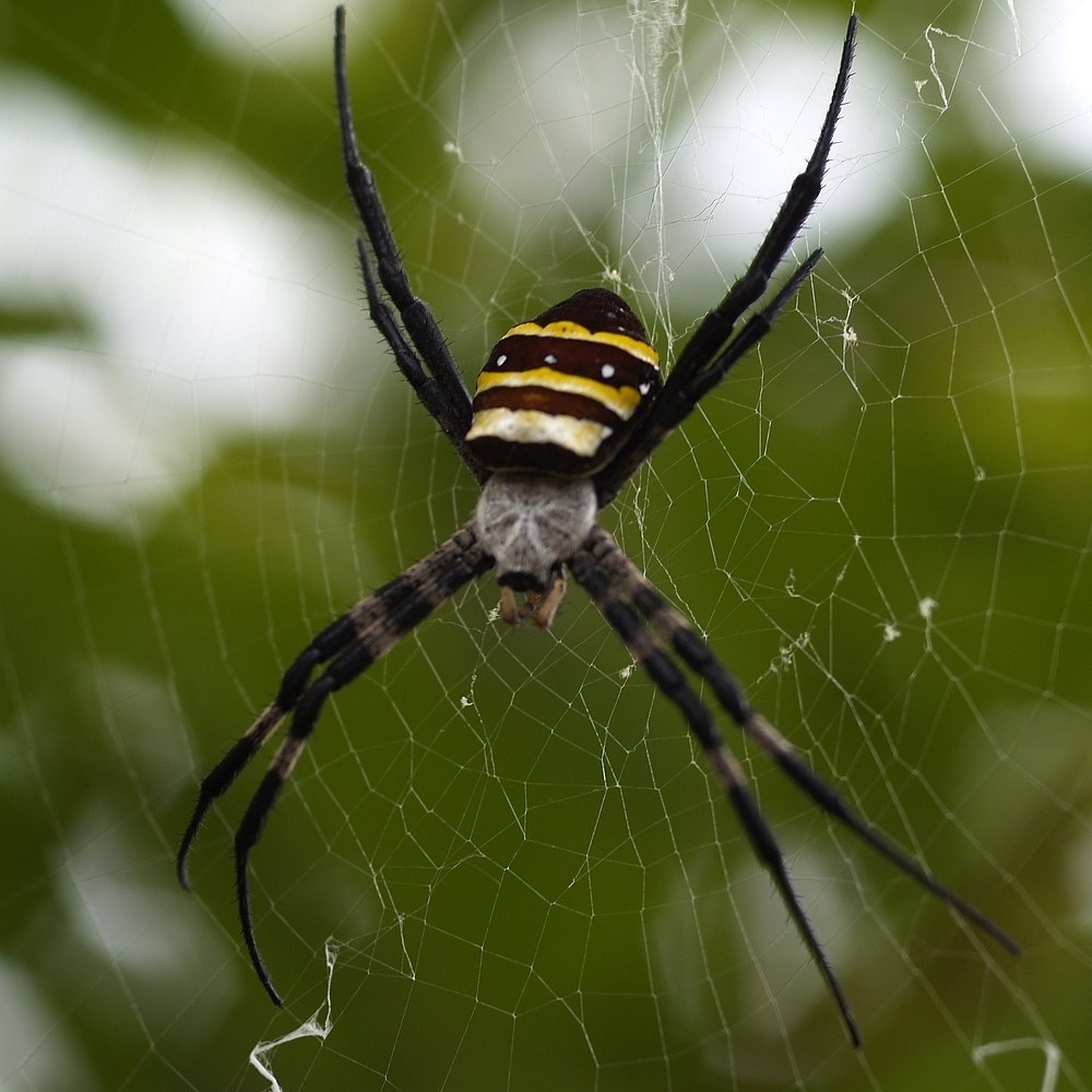 Argiope Amoena