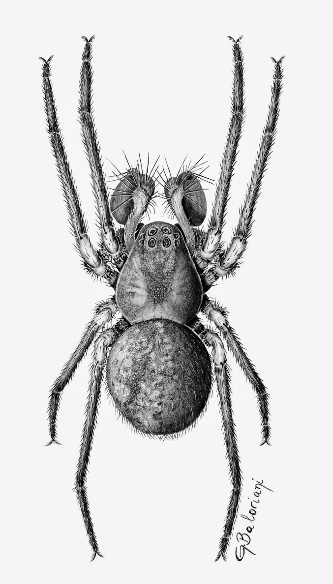 Пауки тетрагнатиды