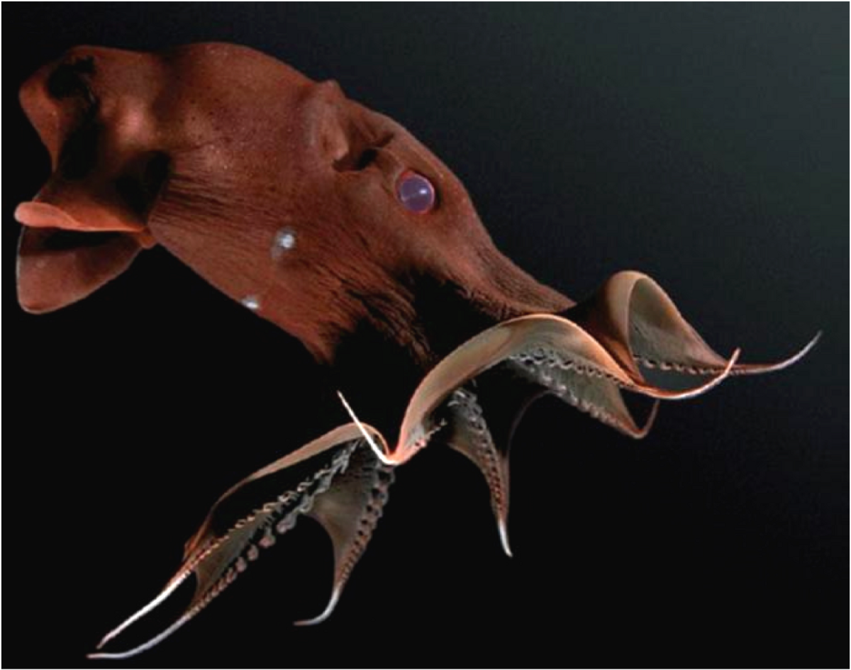 Адский вампир (Vampyroteuthis infernalis). Адский кальмар вампир (Vampyroteuthis infernalis). Головоногий моллюск Адский вампир. Осьминог Адский вампир.