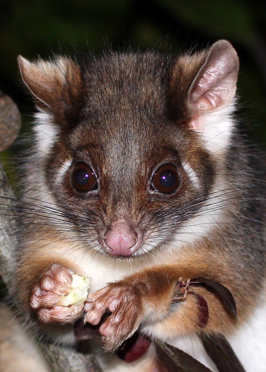 Сумчатый поссум кузу