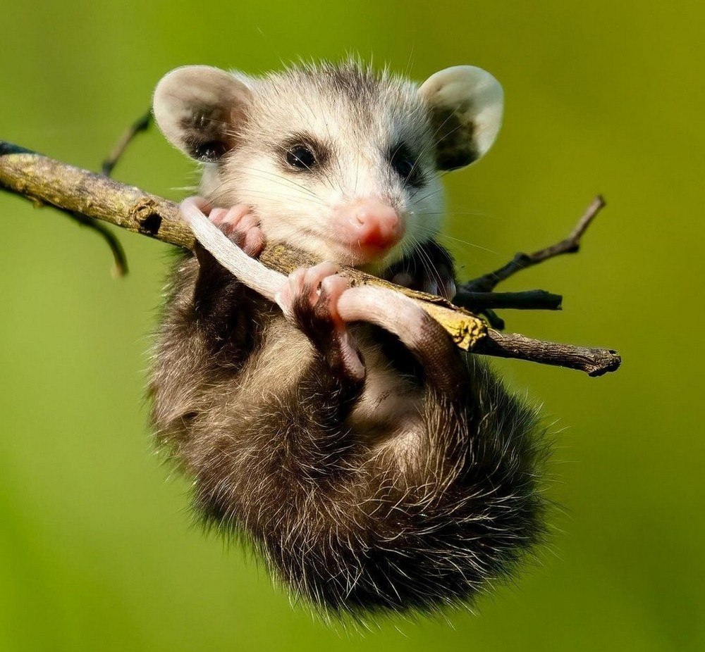 Картинки животных