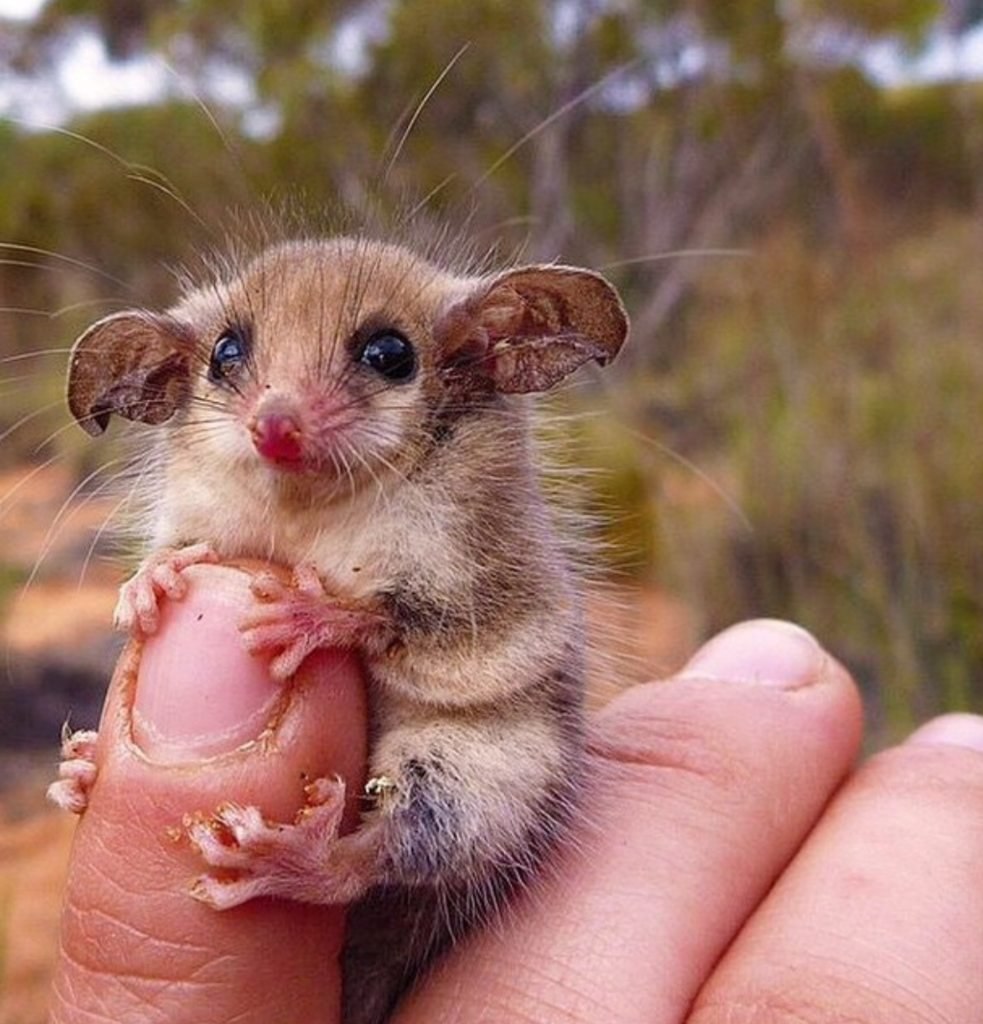 Поссум (карликовый Летучий кускус)