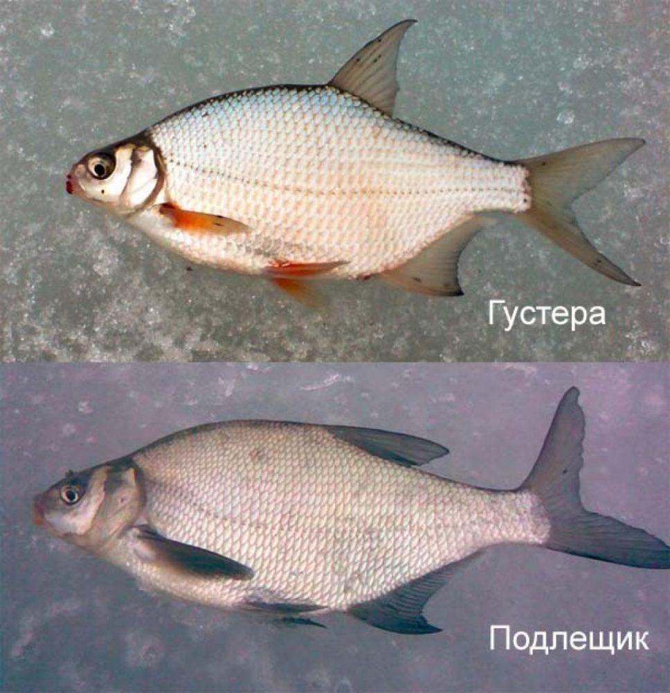 Лещ подлещик густера отличия