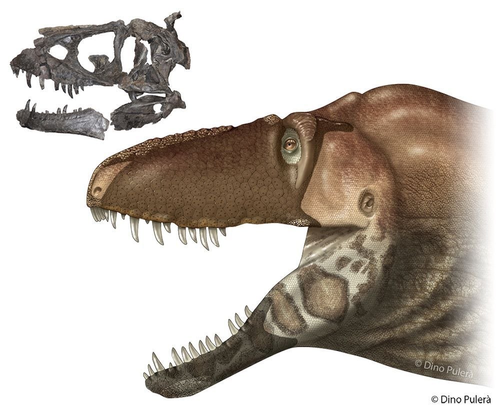 Daspletosaurus horneri