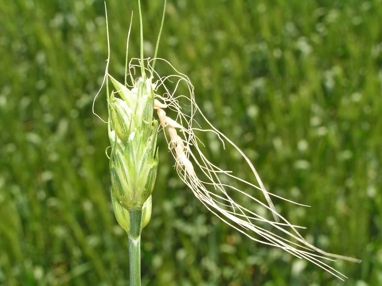 Вред злаковых. Haplothrips tritici - трипс пшеничный. Пшеничный трипс повреждение пшеницы. Вредитель в Колосе на пшенице Яровой. Пшеничный трипс на пшенице.