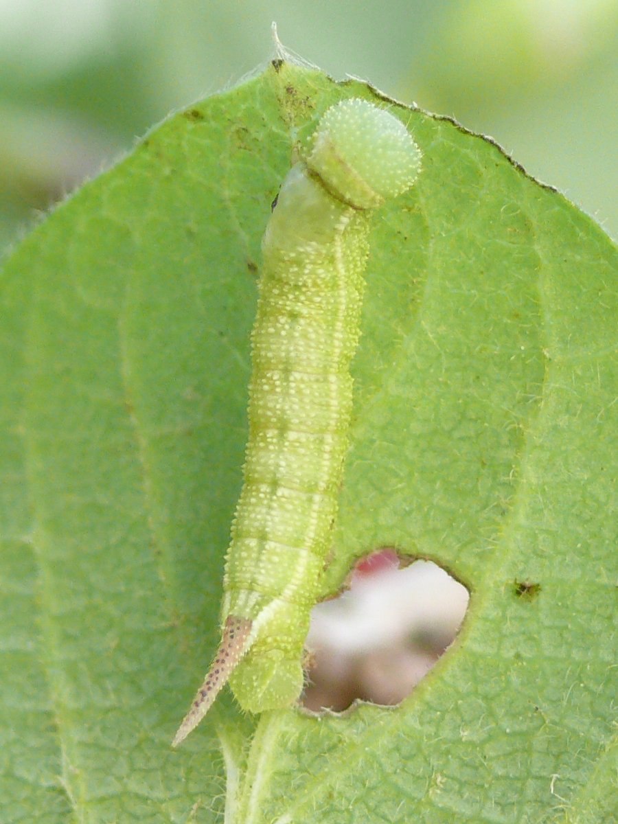 Hemaris fuciformis гусеница