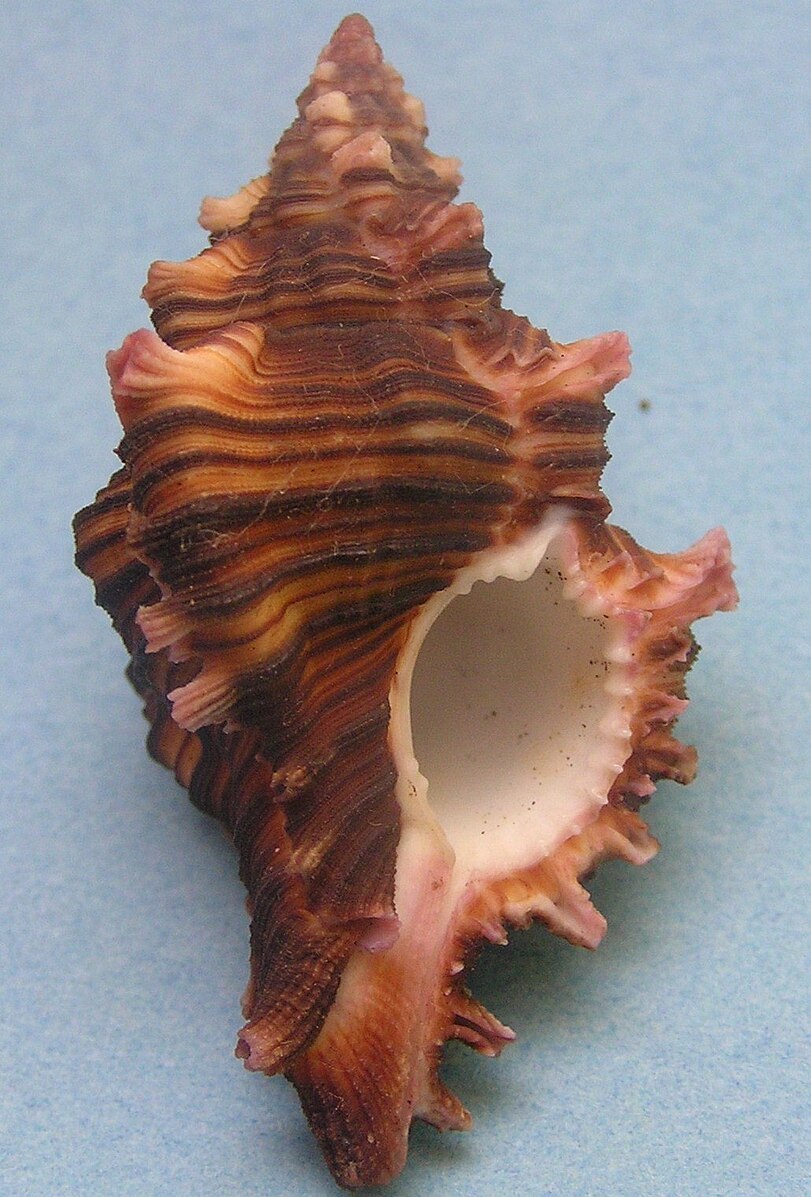 Chicoreus Maurus